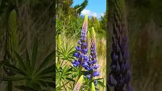 Exploring Glenorchy Paradise | Scenic Boardwalk Hike & More!