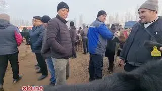 Qoʻshtepa Qumtepa chorva bozori Novvoschalar narxi 👍 
