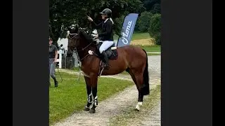 Sundance: TOULON x UNIQUE II DRUM VH JUXSCHOT - 2018 gelding