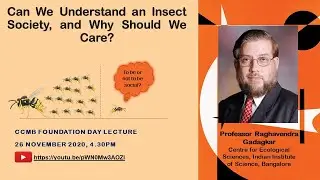 Can We Understand an Insect Society, and Why Should We Care?