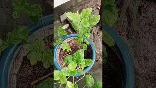 Làm bông cho cây lài: tạo nhánh nhiều thì bông nhiều | phục hồi cây lài | trồng và chăm sóc cây lài