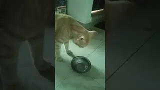 pata nhi log Manilal #cat #comedy #funny #food