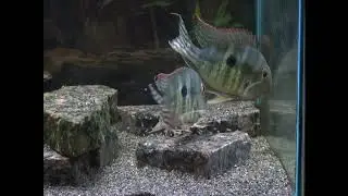 Geophagus Tapajo Cichlids MouthBrooding and defending their Fry