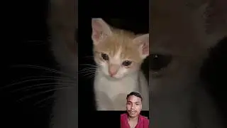 Revenge time 💀 #pet #cat #revenge
