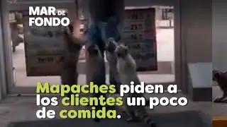 Mapaches piden a los clientes un poco de comida.
