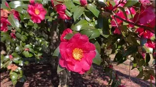 【サザンカ】庄内緑地公園2026年1月上旬
