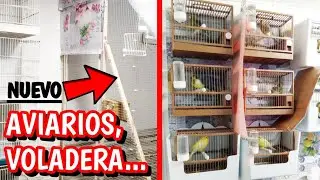 ✓ NUEVO AVIARIO, VOLADERA y CANARIOS TIMBRADOS