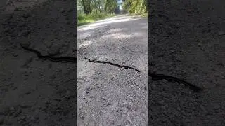 Kankakee Sands Garter Snake