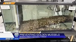 Shasta-Trinity Forest order combats golden mussels at five lakes