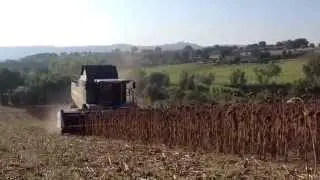 Barra girasole Zaffrani con trincia su Fendt - Zaffrani row free Header + chopper on Fendt Combine