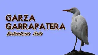 Maravillosa Garza Garrapatera: Detalles &Iacute;ntimos de la Belleza Alada 4K
