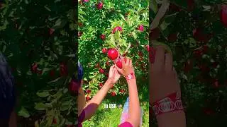Apple trees in America! Apple picking! #apple #shorts #viralvideo  #viralreels #trending #nature #fu