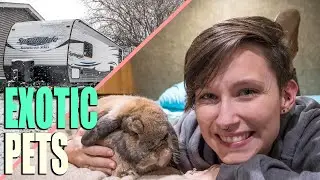 EXOTIC PETS - RV Life with Rabbits