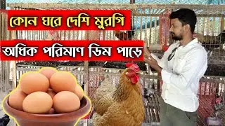 দেশি মুরগি পালনের ৪ বছরের অভিজ্ঞতায় কি বলে, লাভ করা কি সম্ভব #shakilfarming #দেশি_মুরগি_পালন