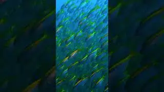 Yellowstriped butterfish at Kumomi, Izu, Japan #shorts (伊豆, 雲見, ダイビング, タカベ)