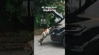 Dog and Drive Porsche