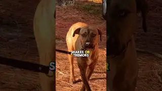 Indicators of an Insecure Dog #dogs