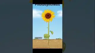 Морской слизень фотосинтез #экология #факты #интересныефакты #экология #наука #вода #море