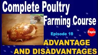 Advantages and Disadvantages of Broiler  | how to start chicken farm  | episode 10