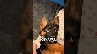 Немецкая овчарка - твой друг и защитник #животные #милыеживотные