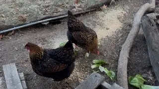 Breakfast is Ready!