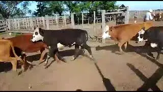macho y hembra gar1