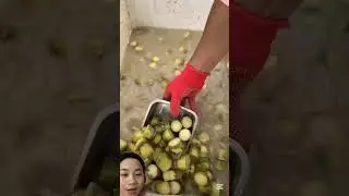 Sugarcane rooting powder from China