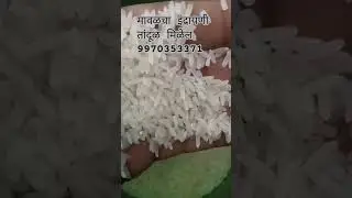 Indrayni rice shorts video#agriculture #rice #puneethrajkumar #food #farmingtraditions