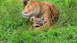 Unbelievable Animal Encounters: Jaw-Dropping Moments That Will Leave You Speechless!