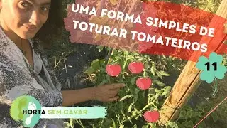 Uma forma simples de tutorar tomateiros- HORTA SEM CAVAR - Epis&oacute;dio 11