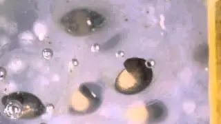 Salamander eggs