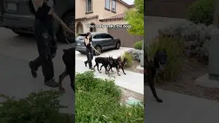 The dogs barely listen to the spare human😂 #doberman #dogs #belgianmalinios