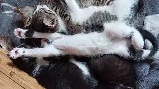 Superchill Kitten 😻💤