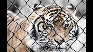 The Reality Behind Tiger King: Captive Big Cats and the Need for a Federal Solution. #TigerKing