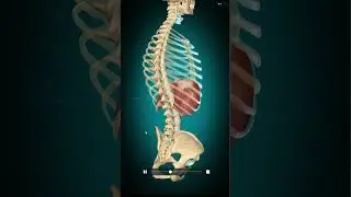 Мышцы, участвующие в дыхании. Muscles involved in breathing