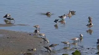 Dunlins