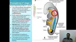 L2 anatomy ( development of kidney and ureter ) Renal