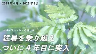 【祝4年】エバーフレッシュの挿し木（1400日目〜1540日目）
