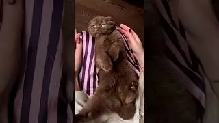 Sweet little tricks from our cherished cats! / Милые проделки наших любимых котиков!