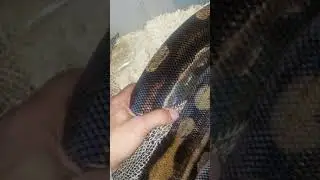 HELPING A HUGE SNAKE SHED HER SKIN |MOTLEY BOA CONSTRICTOR | RETAIL BOA CONSTRICTOR