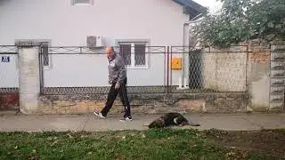 Nemački ovčar 5 meseci-poslušnost