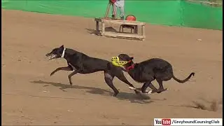 Track racing dogs in Pakistan | Greyhound race