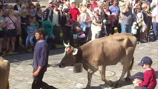 Viehausstellung Schwyz 25. September 2017
