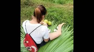 Grapefruit Harvest Season Begins  Her Daily Life in the Orchard