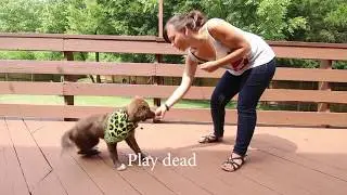 Stella learning tricks as a puppy