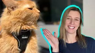 Ensure Your Cat's Safety & Comfort Outdoors with this Exceptional Pet Harness