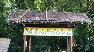 Bintan Indonesia Mangrove Boat Tour with poisonous snakes