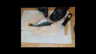 Ahvena fileerimine