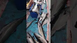 pollock fishing #fishing #fish
