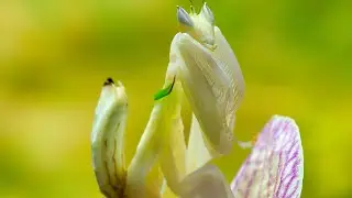 Color Changing insect 🔵🔴🟡 #shorts #facts #insects #mantis #asia #environment #hindi #colors #animals